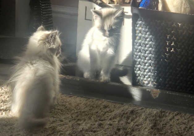 2 ragdolls for sale in Barry Dock, The Vale of Glamorgan - Image 2