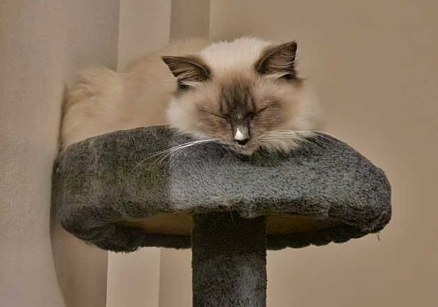 10 month old female Ragdoll for sale in Hillingdon, Hillingdon, Greater London