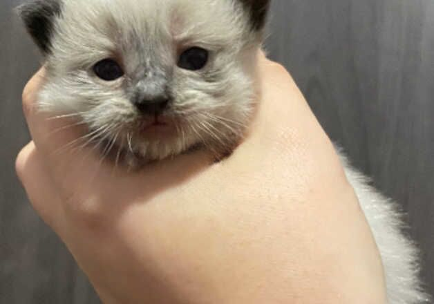 2 BEAUTIFUL BLUE POINT RAGDOLLS LOOKING FOR FOREVER HOMES!!! for sale in Bradford, West Yorkshire