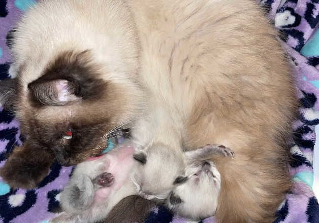 2 BEAUTIFUL BLUE POINT RAGDOLLS LOOKING FOR FOREVER HOMES!!! for sale in Bradford, West Yorkshire - Image 2