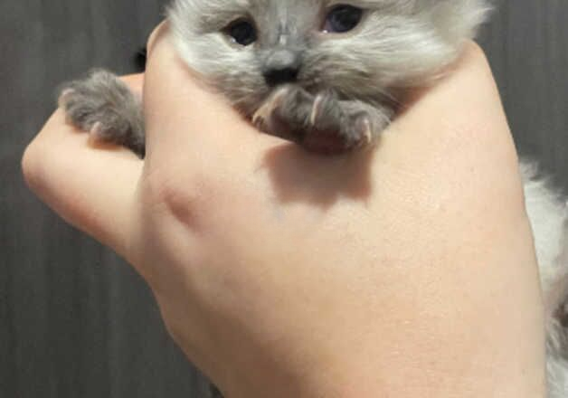 2 BEAUTIFUL BLUE POINT RAGDOLLS LOOKING FOR FOREVER HOMES!!! for sale in Bradford, West Yorkshire - Image 3