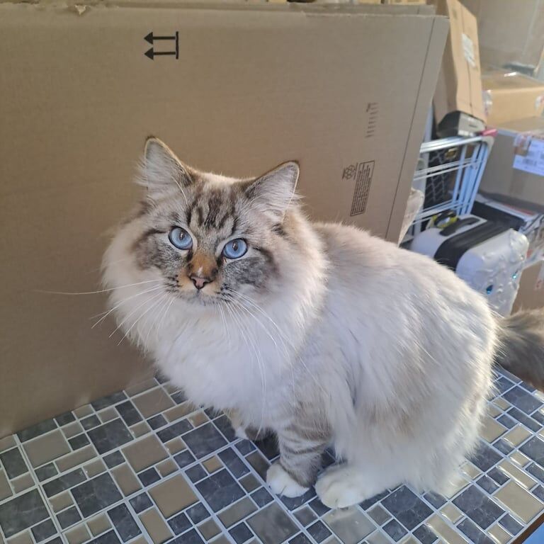 2 gorgeous ragdoll boys for sale £250 each for sale in Porthcawl, Mid Glamorgan - Image 2