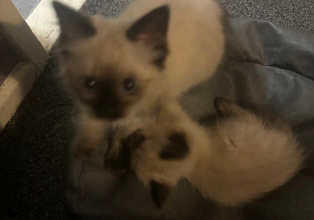 2 Ragdoll sisters for sale in Bradford, West Yorkshire