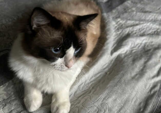 2 year old male ragdoll for sale in Luton, Bedfordshire - Image 2