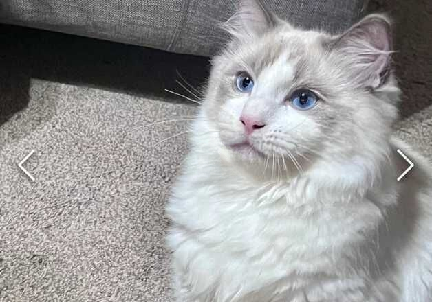 4 month old male ragdoll kitten for sale in Luton, Bedfordshire