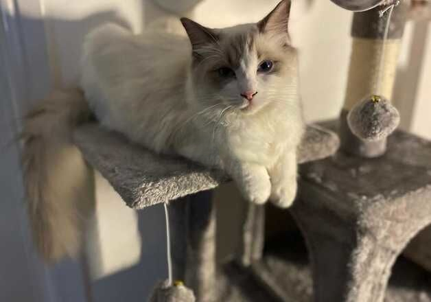 4 month old male ragdoll kitten for sale in Luton, Bedfordshire - Image 2