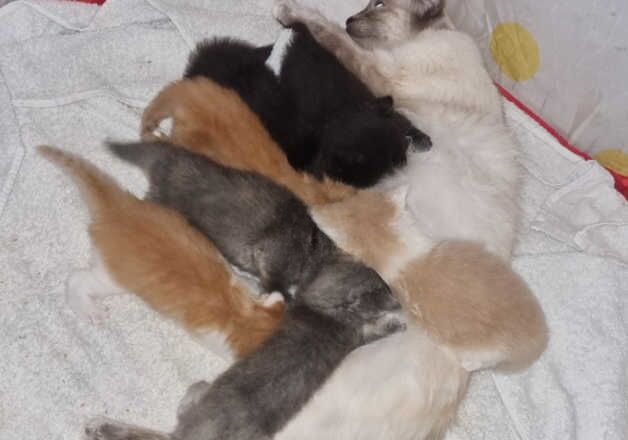 5 lovely kitten for sale in Swanley, Kent