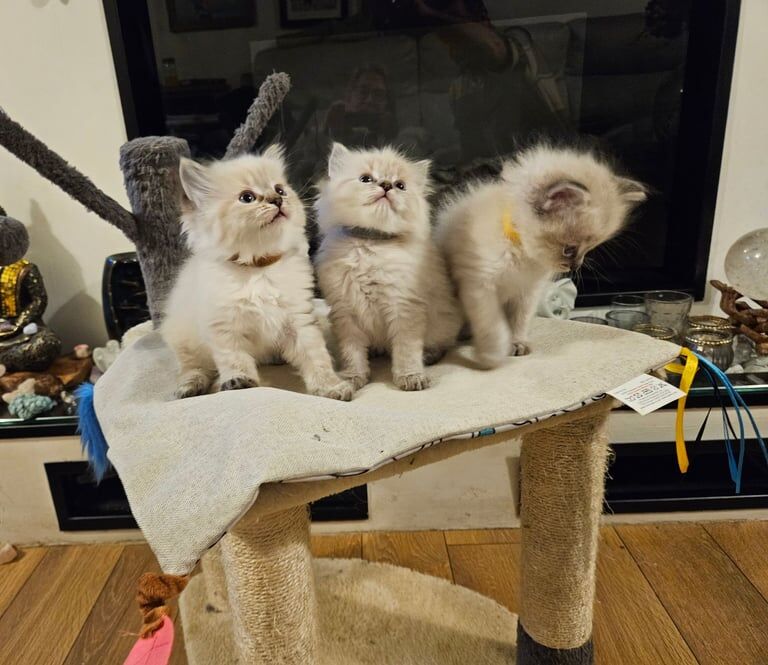 6 beautiful ragdoll babies for sale in Weston-super-Mare, Somerset