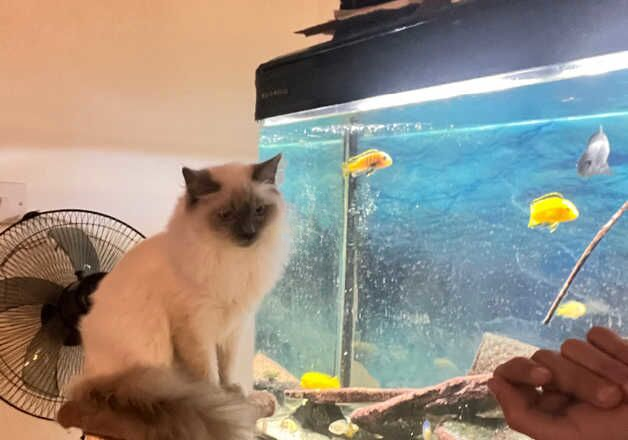 9 months pure ragdoll boy for sale in Luton, Bedfordshire