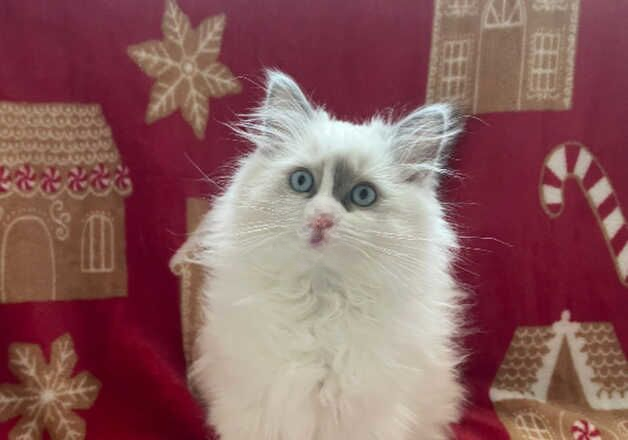 Adorable blue bicolour ragdoll kitten for sale in Motherwell, North Lanarkshire