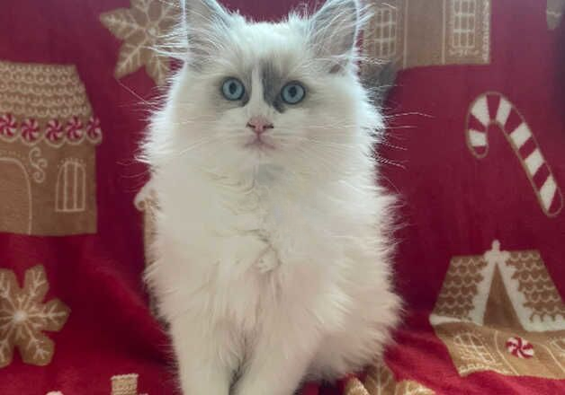 Adorable blue bicolour ragdoll kitten for sale in Motherwell, North Lanarkshire - Image 2