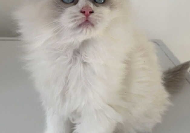 Adorable blue bicolour ragdoll kitten for sale in Motherwell, North Lanarkshire - Image 3