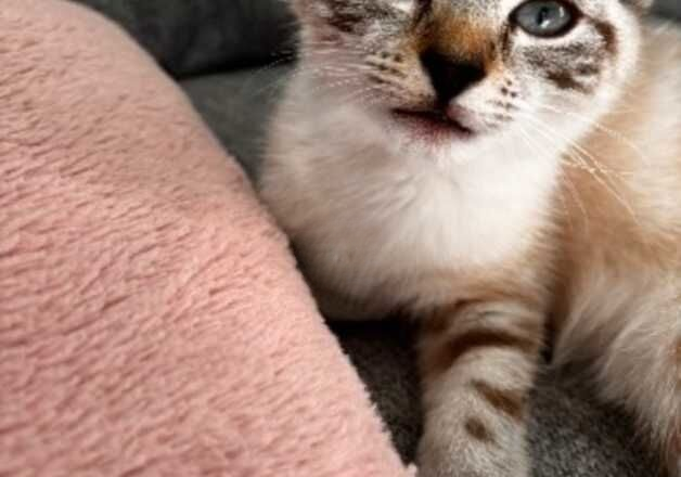 Adorable Maine Coon x Ragdoll Kitten Looking for a Loving Home! for sale in Leeds, West Yorkshire