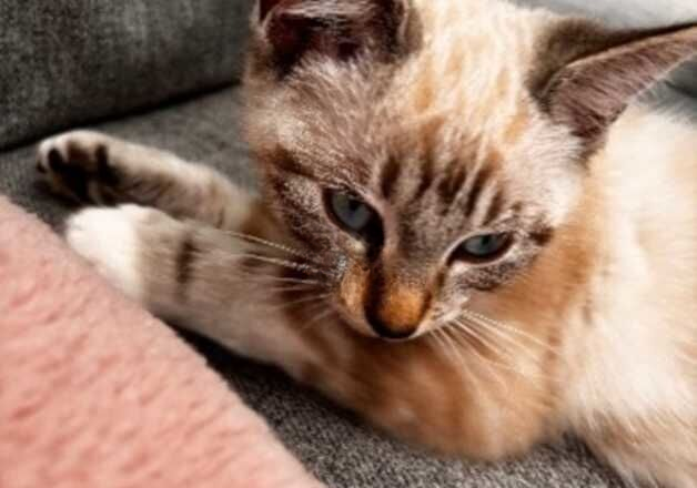 Adorable Maine Coon x Ragdoll Kitten Looking for a Loving Home! for sale in Leeds, West Yorkshire - Image 2