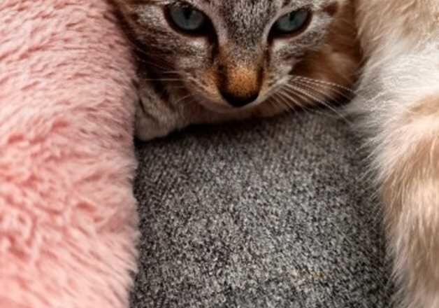 Adorable Maine Coon x Ragdoll Kitten Looking for a Loving Home! for sale in Leeds, West Yorkshire - Image 3