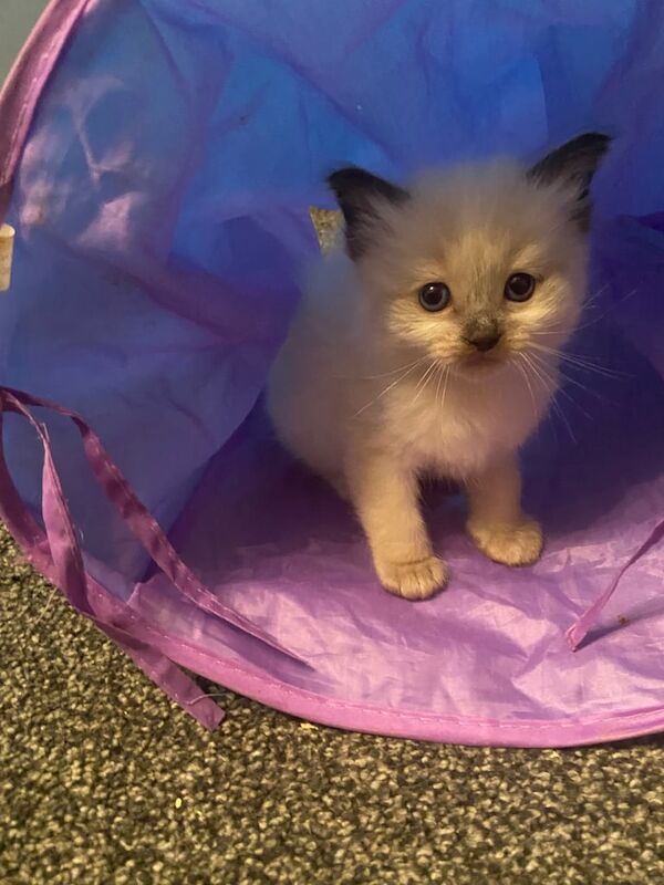 Adorable Ragdoll kitten for sale in Sheffield, South Yorkshire