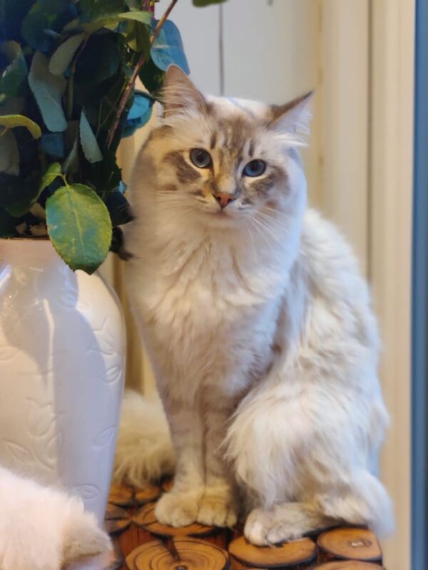 Adorable Ragdoll Lynx Lap-Cat for Sale in Poole - 2yrs9mth for sale in Poole, Dorset