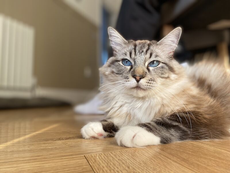 Adult Male Ragdoll for sale in Grays, Essex - Image 2