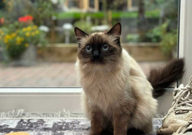 Beautiful female Ragdoll for sale in Stafford, Staffordshire