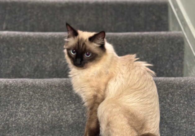 Beautiful female Ragdoll for sale in Stafford, Staffordshire - Image 2