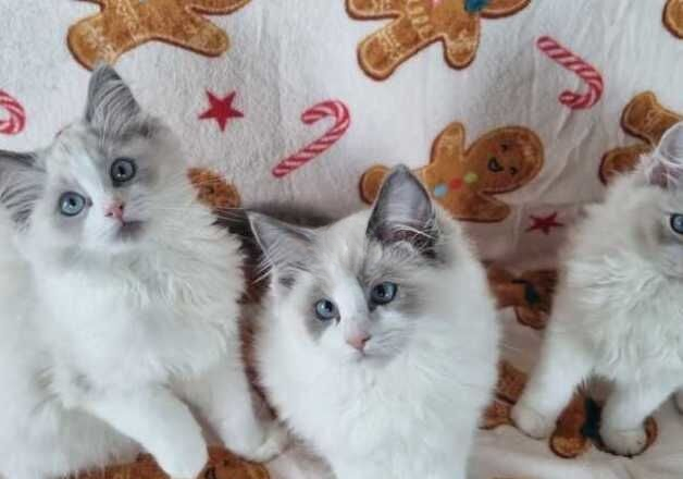 Blue Ragdolls