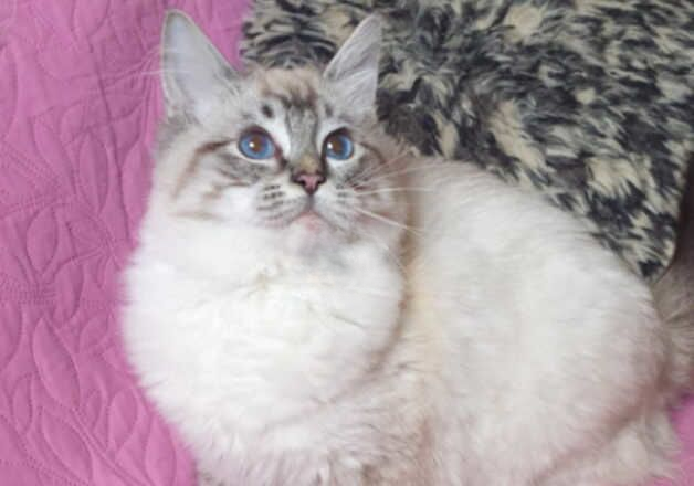 Beautiful GCCF HCM Clear Ragdoll Kitten. for sale in Pilling, Lancashire