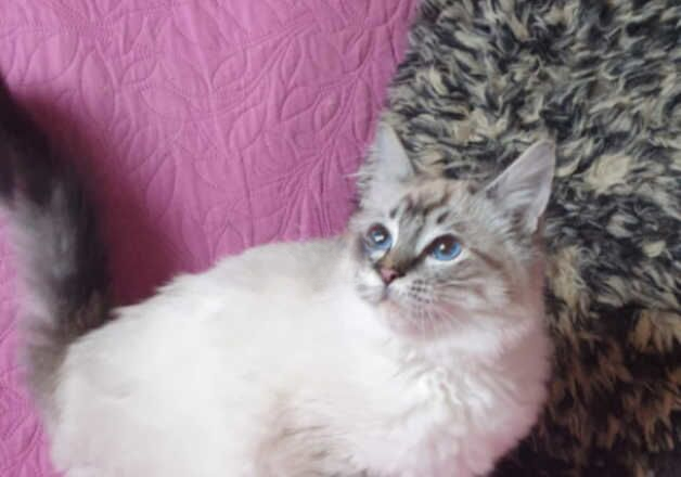 Beautiful GCCF HCM Clear Ragdoll Kitten. for sale in Pilling, Lancashire - Image 2