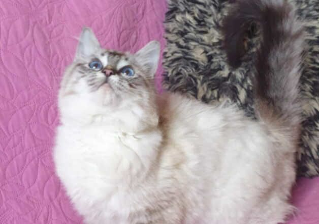 Beautiful GCCF HCM Clear Ragdoll Kitten. for sale in Pilling, Lancashire - Image 3