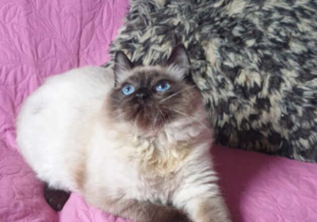 Beautiful GCCF Registered Ragdoll Kitten. for sale in Pilling, Lancashire