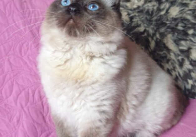 Beautiful GCCF Registered Ragdoll Kitten. for sale in Pilling, Lancashire - Image 2