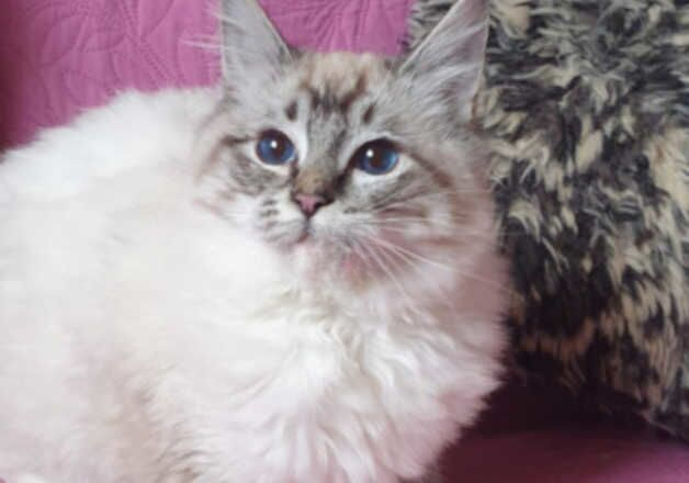 Beautiful GCCF Registered Ragdoll Kitten. for sale in Pilling, Lancashire - Image 2