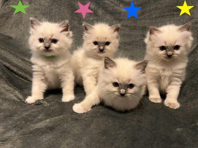 Beautiful GCCF registered ragdoll kittens. for sale in Irthlingborough, Northamptonshire