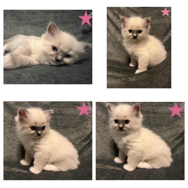 Beautiful GCCF registered ragdoll kittens. for sale in Irthlingborough, Northamptonshire - Image 2