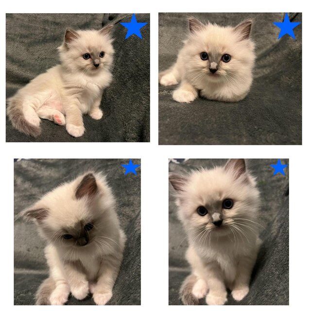 Beautiful GCCF registered ragdoll kittens. for sale in Irthlingborough, Northamptonshire - Image 3