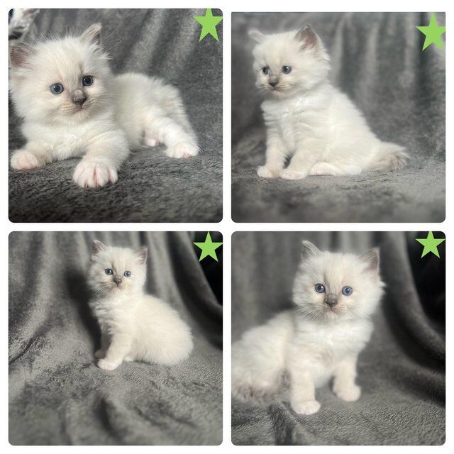 Beautiful GCCF registered ragdoll kittens. for sale in Irthlingborough, Northamptonshire - Image 4