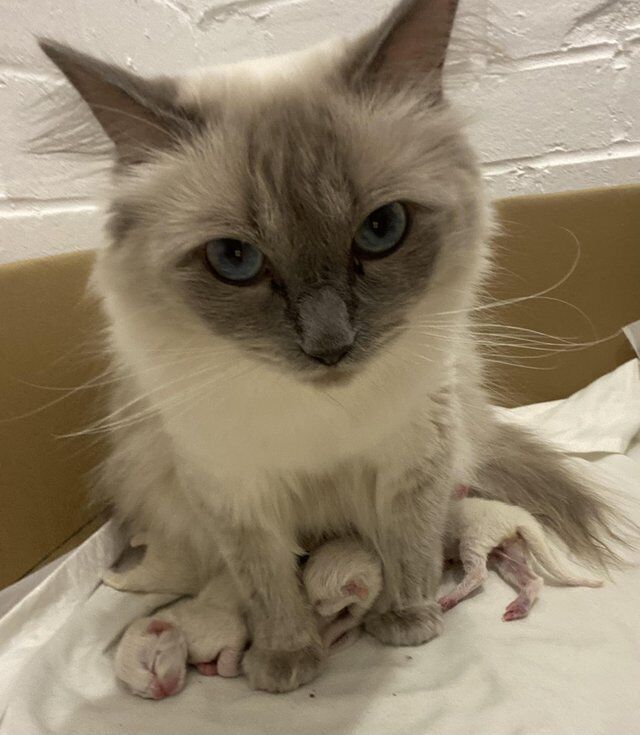 Beautiful GCCF registered ragdoll kittens. for sale in Irthlingborough, Northamptonshire - Image 5