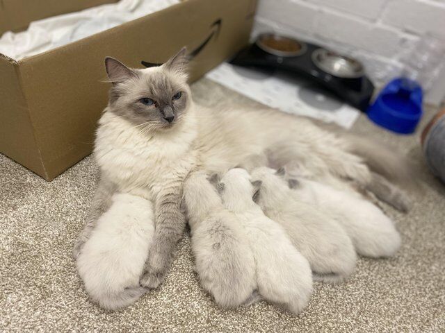 Beautiful GCCF registered ragdoll kittens. for sale in Irthlingborough, Northamptonshire - Image 6