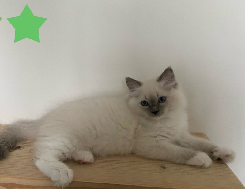 Beautiful GCCF registered ragdoll kittens. for sale in Irthlingborough, Northamptonshire - Image 8