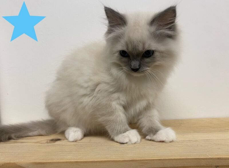 Beautiful GCCF registered ragdoll kittens. for sale in Irthlingborough, Northamptonshire - Image 9