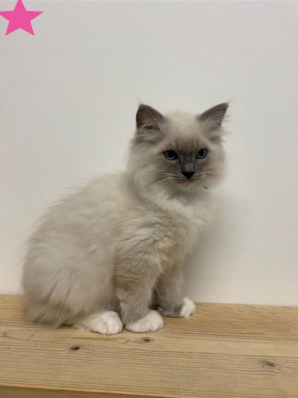 Beautiful GCCF registered ragdoll kittens. for sale in Irthlingborough, Northamptonshire - Image 10