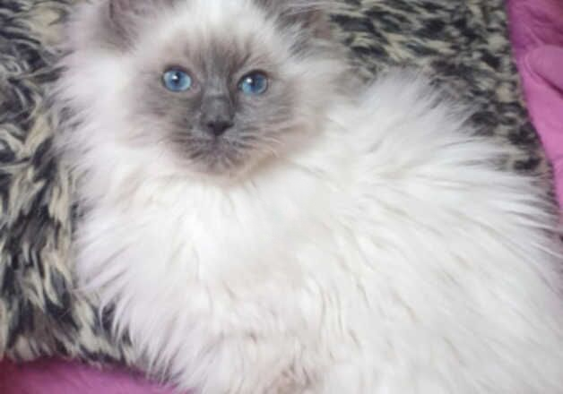 Beautiful GCCF Registered Ragdoll Kittens. for sale in Preston, Lancashire - Image 3