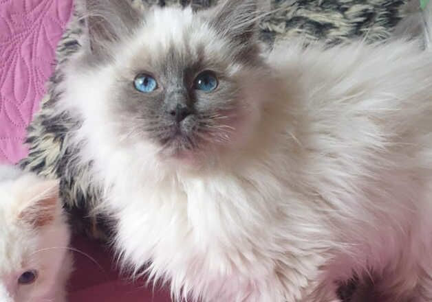 Beautiful GCCF Registered Ragdoll Kittens. for sale in Preston, Lancashire