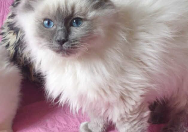 Beautiful GCCF Registered Ragdoll Kittens. for sale in Preston, Lancashire - Image 2