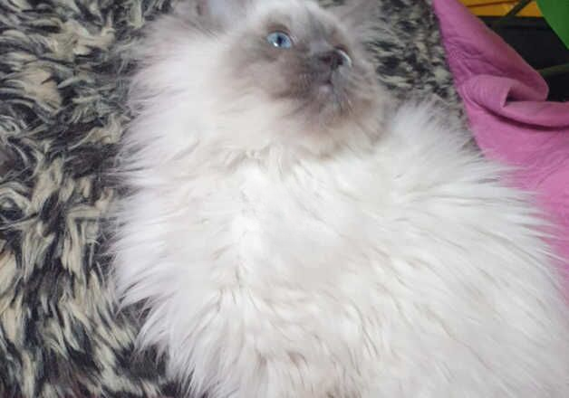 Beautiful GCCF Registered Ragdoll Kittens. for sale in Preston, Lancashire - Image 2