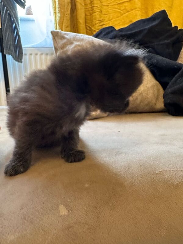 Beautiful kittens for sale in Newcastle upon Tyne, Tyne and Wear