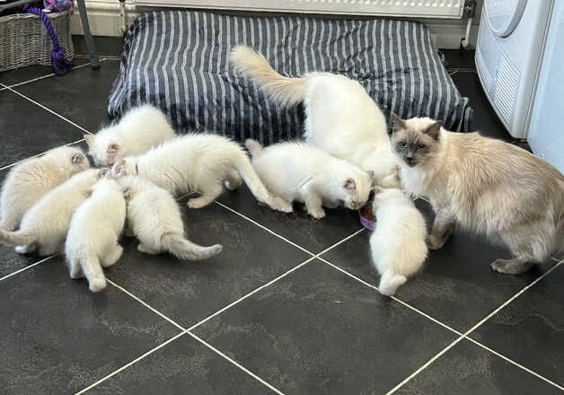 BEAUTIFUL MALE RAGDOLL KITTENS for sale in Southport, Merseyside