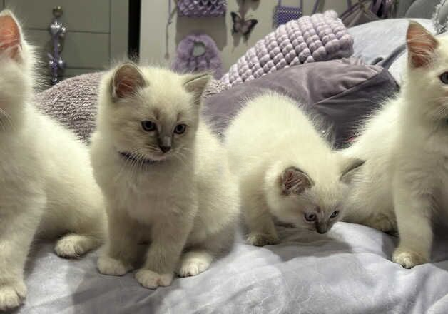 BEAUTIFUL MALE RAGDOLL KITTENS for sale in Southport, Merseyside - Image 2