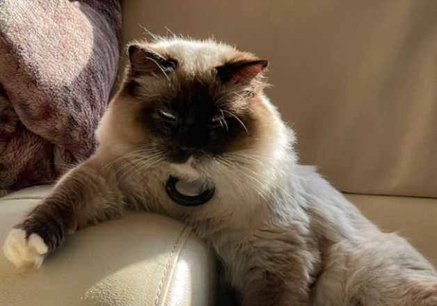 Beautiful pure ragdolls for sale in Holt, Norfolk - Image 3