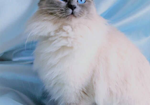 Beautiful ragdoll GCCF Registered for sale in Leicester, Leicestershire