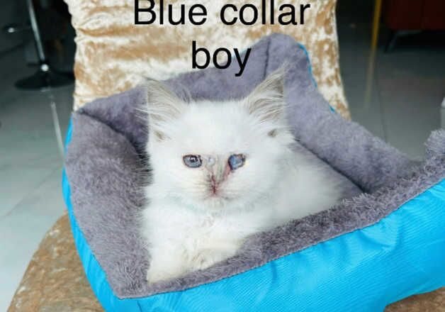 Beautiful ragdoll kittens for sale in Maidstone, Kent